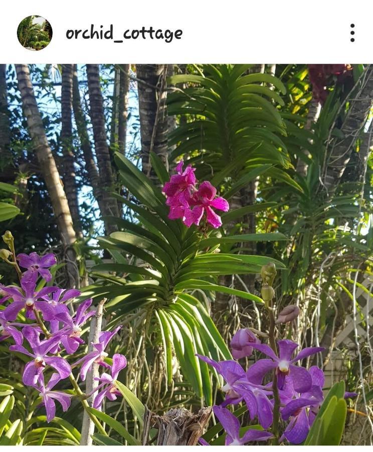 Orchid Cottage Κίνγκστον Εξωτερικό φωτογραφία