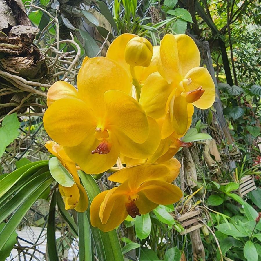 Orchid Cottage Κίνγκστον Εξωτερικό φωτογραφία