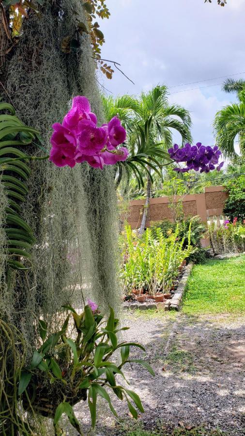 Orchid Cottage Κίνγκστον Εξωτερικό φωτογραφία