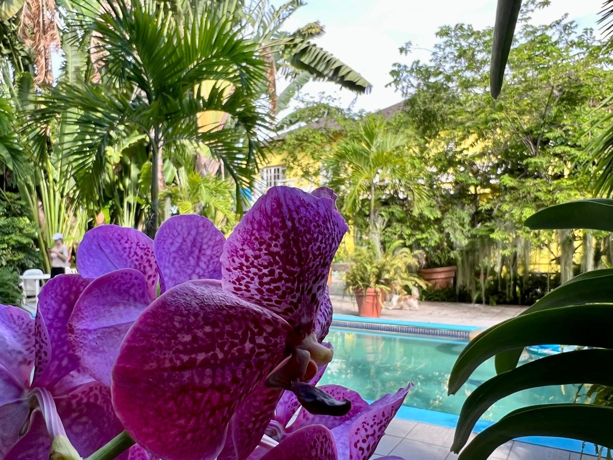 Orchid Cottage Κίνγκστον Εξωτερικό φωτογραφία